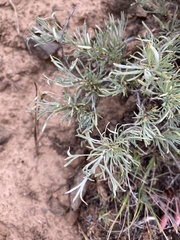 Artemisia rigida