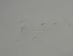 Selenotoca multifasciata