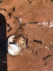 Pagurus acadianus