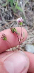Trifolium oliganthum