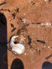 Pagurus acadianus
