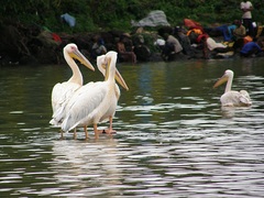 Pelecanus onocrotalus