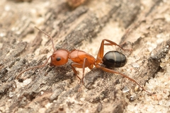 Camponotus discolor