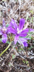 Brodiaea rosea rosea