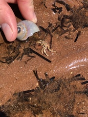 Pagurus acadianus
