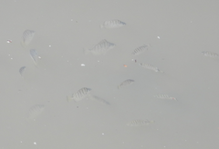 Selenotoca multifasciata