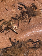 Pagurus acadianus