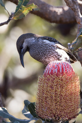 Western Wattlebird photo 4