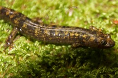 Desmognathus marmoratus