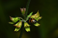 Chrysomela interrupta