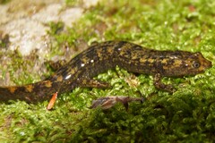 Desmognathus marmoratus