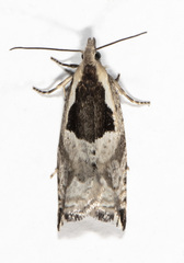 Ancylis subaequana
