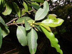 Ficus