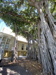 Ficus benghalensis