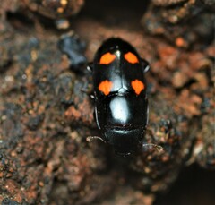 Glischrochilus obtusus