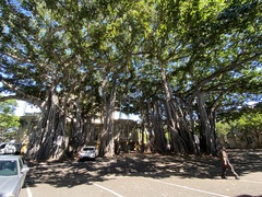 Ficus benghalensis