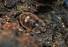 Lobiopa undulata