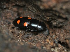 Glischrochilus obtusus