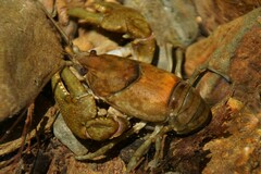 Cambarus eeseeohensis