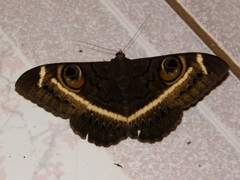 Cyligramma latona