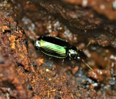 Coptodera aerata