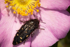 Acmaeodera knowltoni