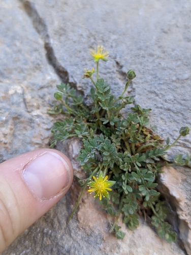 Image of Ivesia jaegeri by (c) Rachel Stringham, some rights reserved (CC BY)