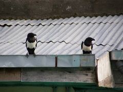 Corvus albus