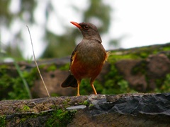 Turdus abyssinicus