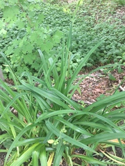 Hemerocallis fulva