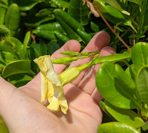 Image of Pentalinon luteum by no rights reserved
