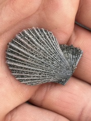 Chlamys