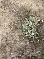 Eriogonum strictum
