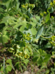 Bupleurum rotundifolium