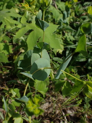 Bupleurum rotundifolium