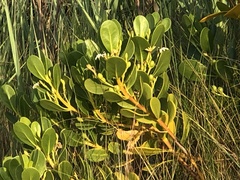 Scaevola plumieri