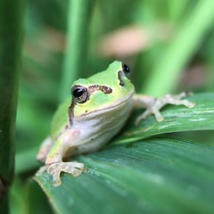 Hyla japonica