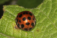 Henosepilachna vigintisexpunctata