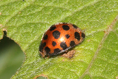 Henosepilachna vigintisexpunctata