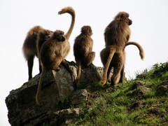 Theropithecus gelada