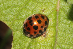 Henosepilachna vigintisexpunctata