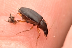 Calathus opaculus