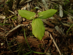 Trillium sessile
