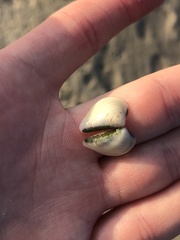 Anomalocardia cuneimeris