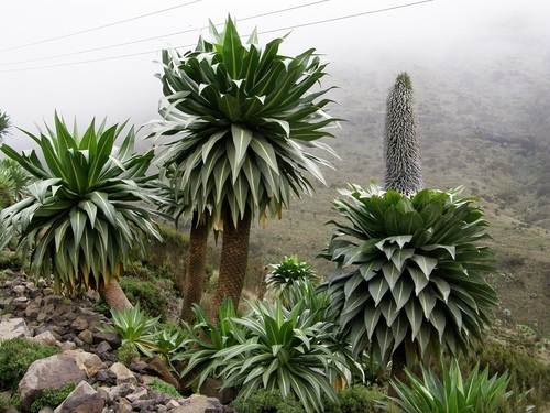 How to identify Lobelia rhynchopetalum Hemsl.