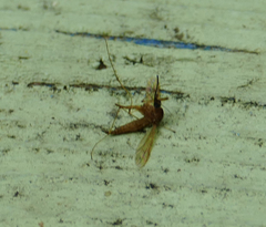 Coquillettidia perturbans