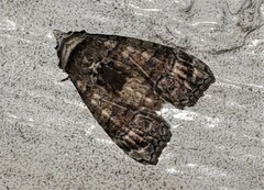 Chlumetia transversa