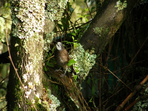 White-rumped Babbler (Turdoides leucopygia), photo 5