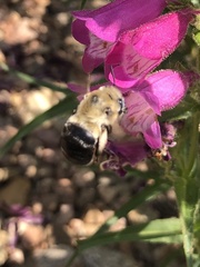 Anthophora