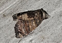 Chlumetia transversa